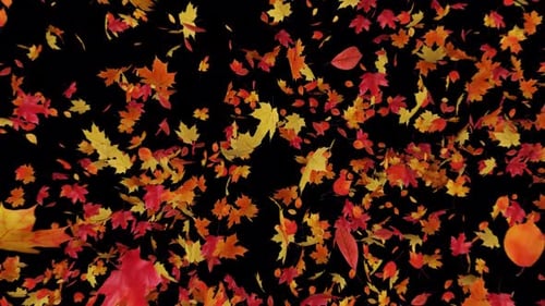 Maple Leaves Explosion on Alpha