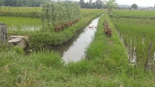 A group of ducks run along the edge of the rice field