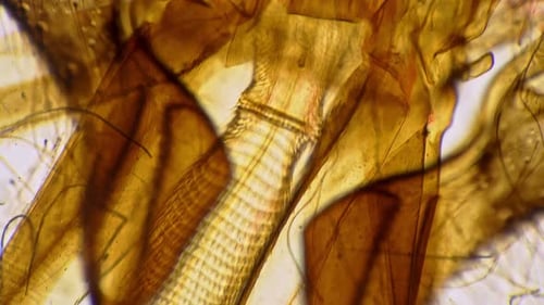 Mouthpart of Honeybee Whole Mount Magnified Under Microscope in 100 Times on Bright Field