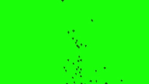 A flock of black birds flies on greenscreen. Silhouettes of birds fly from bottom to top. Close up