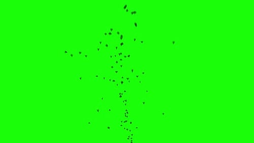A flock of black birds flies on greenscreen. Silhouettes of birds fly from bottom to top