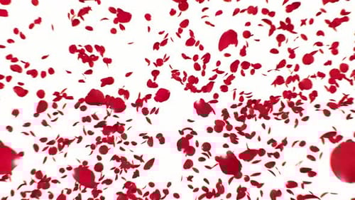 Red Rose Burst on White 4K