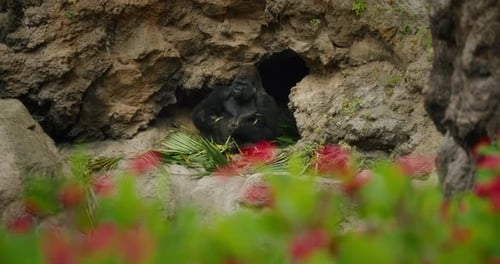 Gorilla sitting in a rocky habitat surrounded by plants and natural formations