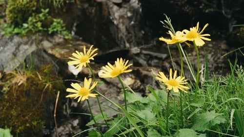 Fleurs de pissenlit jaunes sur champ vert avec herbe verte dans les montagnes