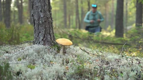 Male Hiker Walking on Trial in National Park