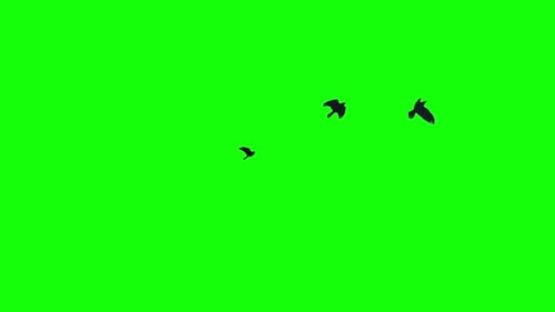 Three black bird flies from left to right