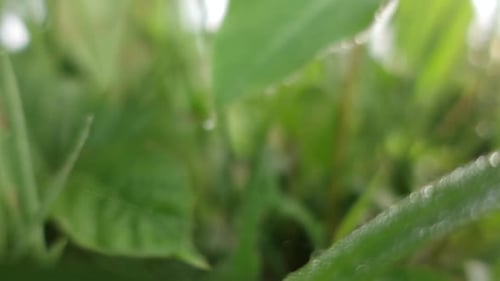 Wet green leaf leading to a water droplet
