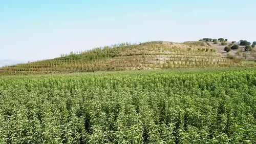 Shooting the apple nursery with drone. Shot from middle distance sliding sideways. Image of young tr