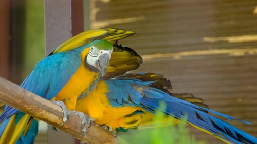 Scarlet Macaws Courting each other