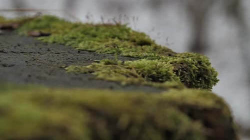Tree trunk covered with moss in the forest.
