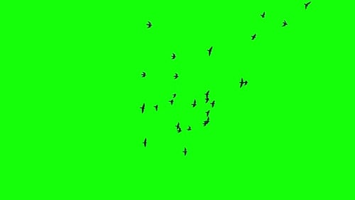 A Flock of Birds on Green Screen