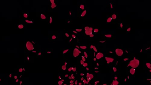 Red Rose Explosion on Transparent Alpha 4K
