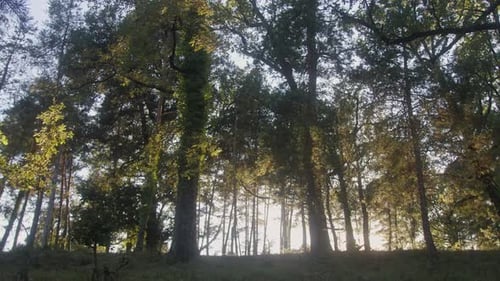 Forest View with Green Leaves Close Up Green Park with Many Various of Trees Wooden Trunk Texture in