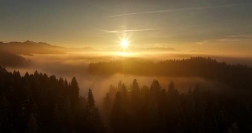 Winter Wonderland Forest Trees Woodland Scenery Outdoors