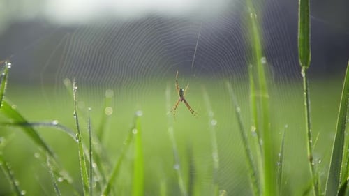 The little spider is in the fresh morning sun