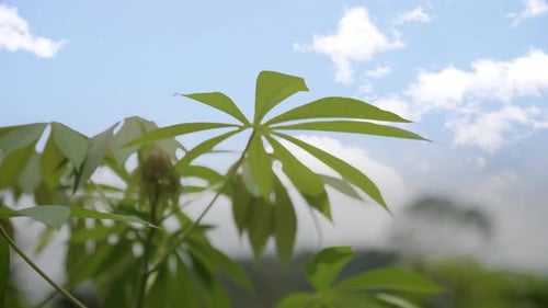 Cassava plant leaves are lush and fresh