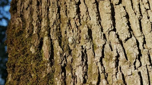 A Tree in the Park with a Moss Close Up Macro Wooden Trunk Texture in the Forest on Sunny Day Wild