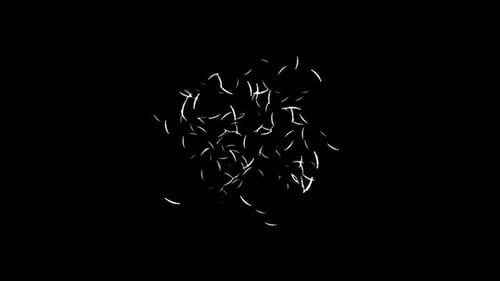 Creator Collection: Burst animation with feather like graphic element