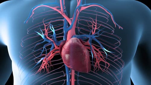 Cardiac Circulation Overview
