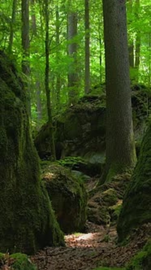A Serene Forest Pathway Meanders Through the Lush Greenery Intermingled with Rocks