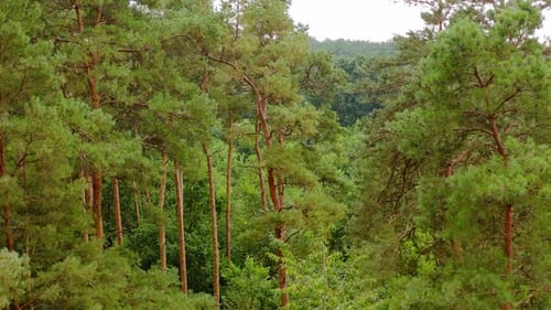 Forest in summer. Beautiful green pine trees on the fresh green landscape of woodland background.