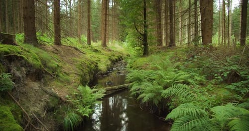 A secluded stream glistens amid the moss covered banks of a dense Austrian forest during the lush gr