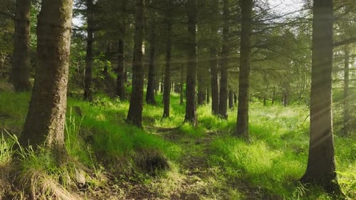 Summer Forest Magical Magnificent Green Pine Trees At Sunny Weather
