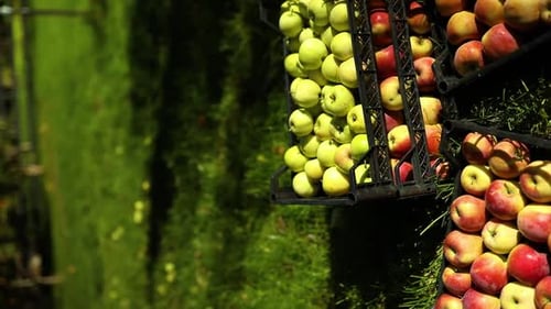 Vertical Video Harvest of Fresh Organic Red Apples in the Black Boxes