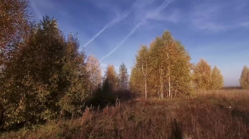 An autumn FPV drone flight between birch trees with yellow leaves in the morning fog