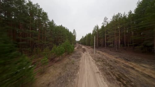 Fast flight along a forest path on a drone. Morning sunrise in a pine forest.