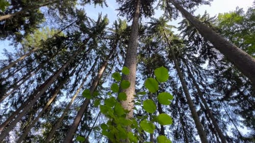 Tall Trees in the Forest Pine Forest The Lungs of the Planet Earth