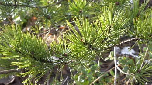 Majestic pine tree needles during sunshine and light breeze in close up view