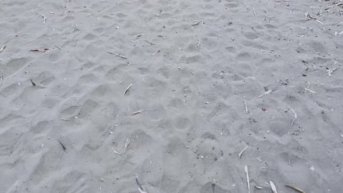Slow revealing shot of a sun lounger sitting on the beach surrounded by plants