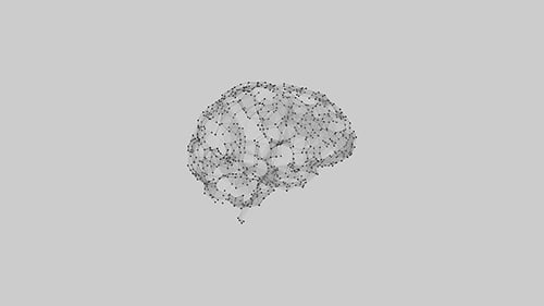 Brain