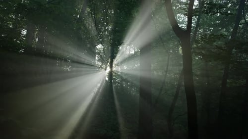 Dark Forest in Smoke or Fog