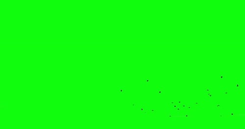 Black crows fly in the clear sky from right to left then disappear. Birds chromakey isolated