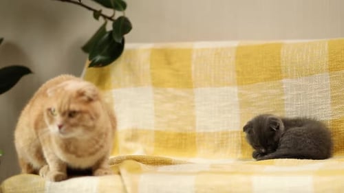 Two cute short hair kitty and cat together on yellow sofa at home