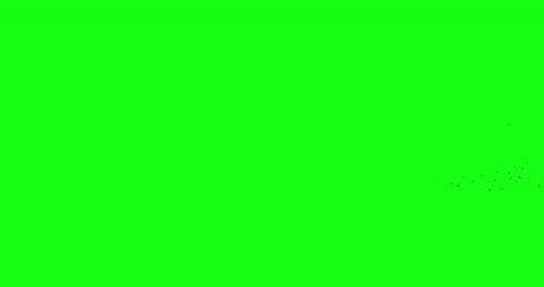 A pack of 3 different flocks of crows isolated on green screen background