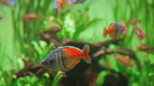 Boesman's rainbow fish, ocean ecology and fauna of the oceans