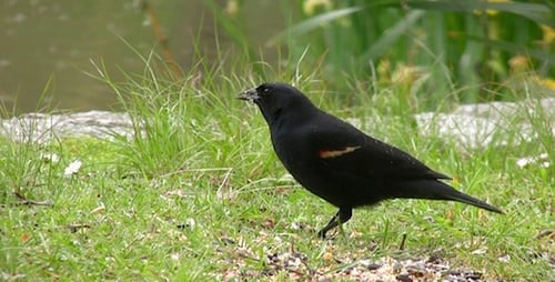 Black Bird - Pack of 2