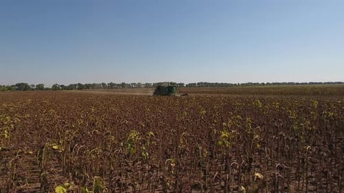Sunflower Harvest