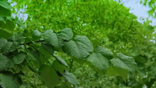 Water Drops on Leaves