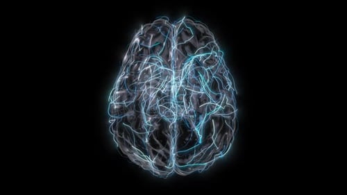 3D Human Brain with Moving Neuron Signals