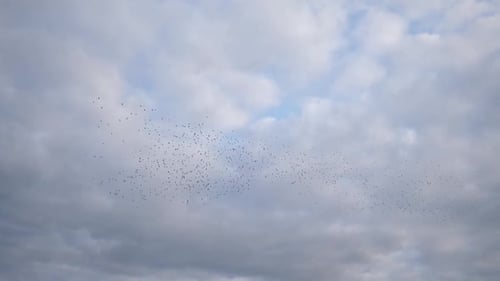 A Flock of Small Migratory Birds Flies Against the Blue Sky with Clouds