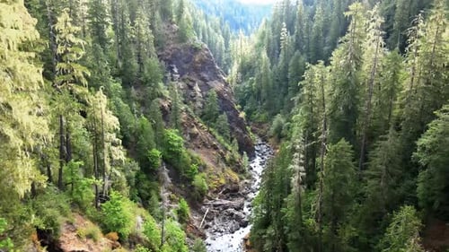Gliding slowly through a rugged canyon and tall mist covered evergreens