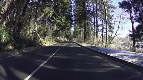 Driving in Snowy Forest