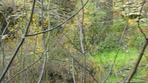 Tree Branches Grasses Rocks