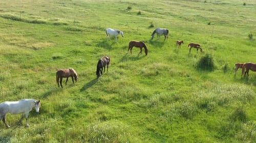 Aerial View Of Horses