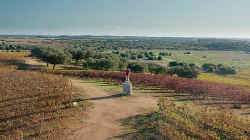 Aerial Footage of a Man Sitting at the Observation Point at Charming Vineyard