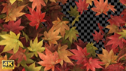 Autumn Leaves Transition